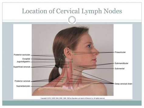 Ppt Lymphatic Assessment Powerpoint Presentation Free Download Id