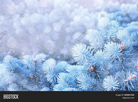 Christmas Winter Snowy Image And Photo Free Trial Bigstock