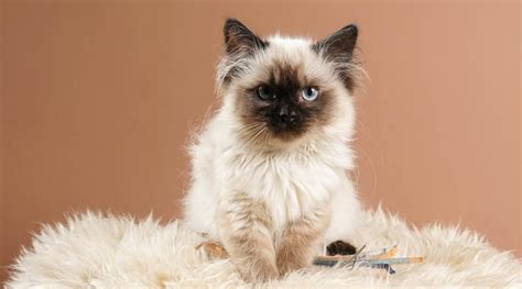 Ragdoll Siamese Mix Traits Facts And Habits Love Your Cat