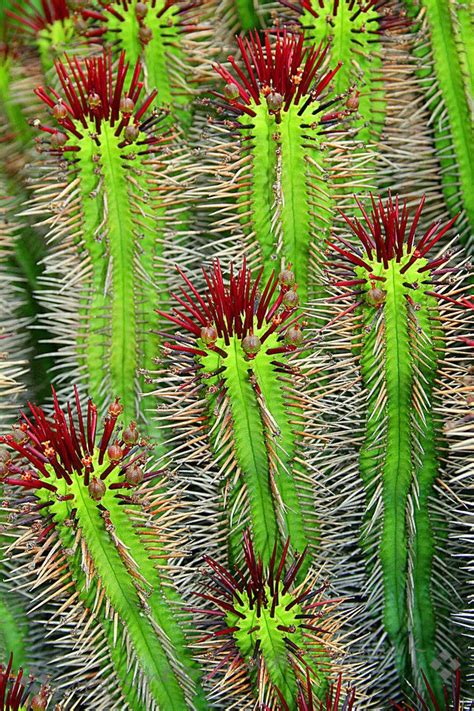Check spelling or type a new query. Cactus - Red Spines | Succulents