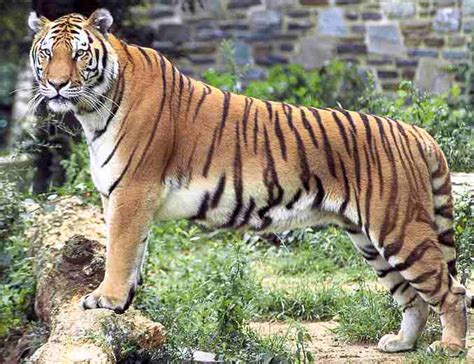 Royal Bengal Tiger Bengal Tiger Facts Profile Photos Information