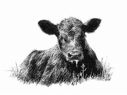 Calf Cow Angus Clip Silhouette Cattle Drawing
