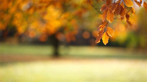 Background Nature Blur High Resolution Wallpaper Hd