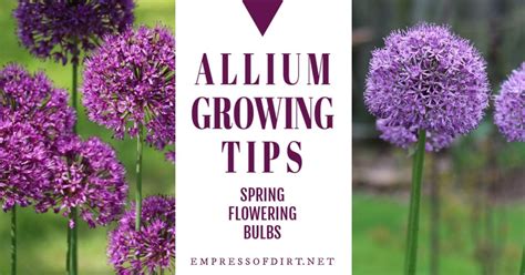 These huge flowers blossom the size of softballs with a gorgeous purple color and sway atop sturdy stems in late spring. Allium Growing Tips | Empress of Dirt