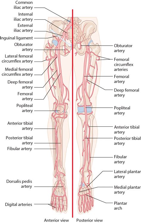 Arteries Of The Lower Extremity After Passing Posterior To The