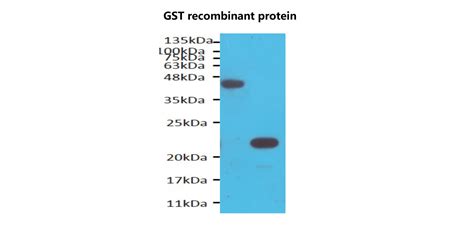 DYKDDDDK Tag Antibody IRT003 IReal Biotechnology Inc