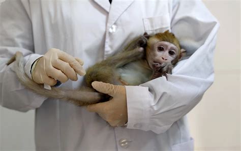 Lab Monkeys Infected With Coronavirus In Race To Find Life Saving