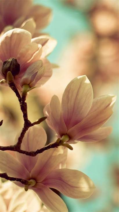 Spring Flowers Android Samsung Htc Blossom Wallpapers