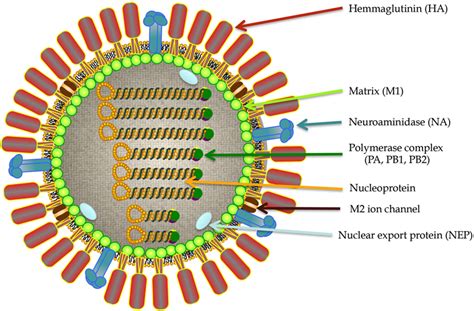 Influenza Virus Infections Clinical Update Molecular Biology And