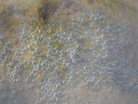 This fish is most famous by its beautiful colors that have been created via selective breeding. Fish eggs