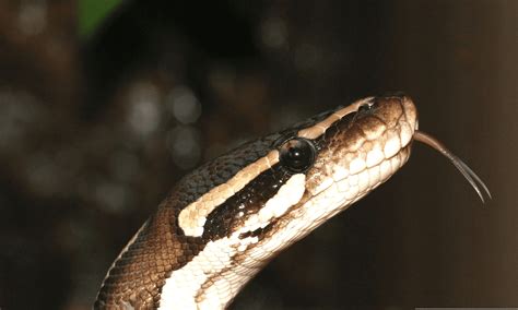 Ball Python Hissing Reasons And What To Do About It