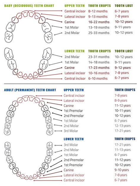 How Old Are Dogs When Molars Cime In