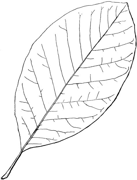 Select from 35870 printable coloring pages of cartoons, animals, nature, bible and many more. Genus Magnolia, L. (Magnolia) | ClipArt ETC