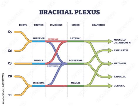 Stockvector Brachial Plexus Shoulder Nerves Network Medical Division