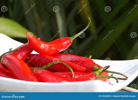 Red Hot Peppers Stock Photo Image Of Pepper Water Natural 2526008