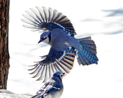 Blue Jay In Flight With Wings Spread 7235742 Stock Photo At Vecteezy