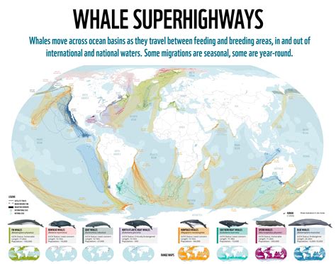 Rutas de migración de las ballenas 2022 Mapas Milhaud