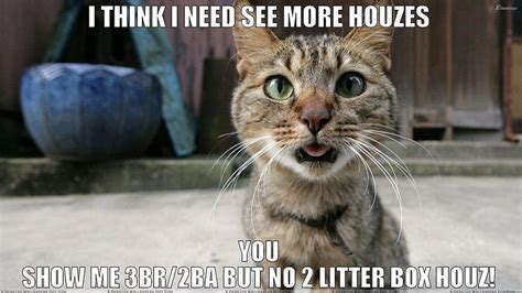 Cat Meme Quote Funny 유머 Grumpy 91 355180 Up 재미있는 고양이 밈 Hd 월페이퍼