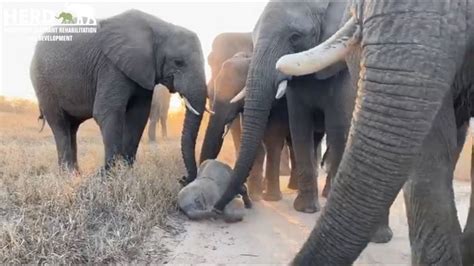 Two Sweet And Clumsy Stumbles For Orphaned Elephant Khanyisa As She