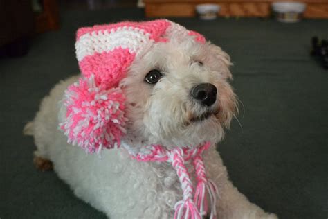 Crochet Dog Hat With Ear Holes Crochet Hat For Dog