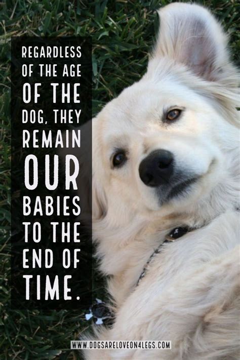 Dog Quote Regardless Of The Age Of The Dog Dog Dog