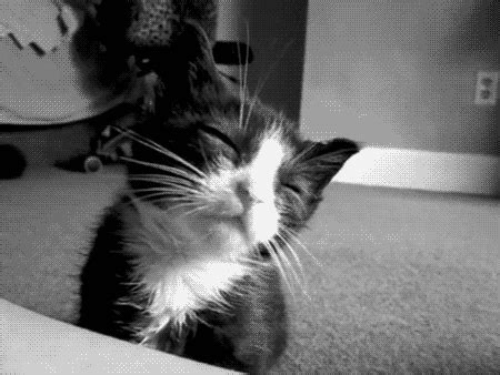 The source of this problem is tumblr.com. cute cat gif on Tumblr