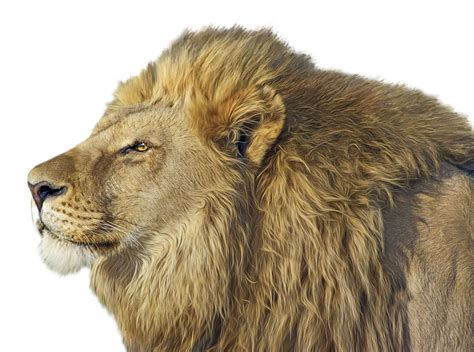 Lion PNG images, free download, lions png image