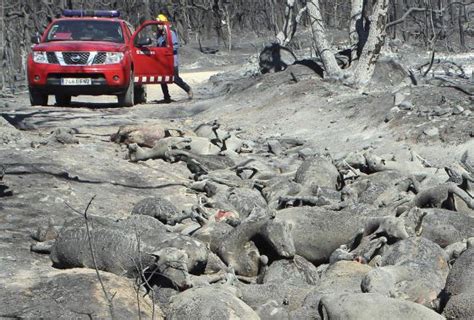 Maybe you would like to learn more about one of these? El fuego también devora a los animales | Sociedad | EL PAÍS