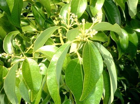 Insects can devastate a crop of fruit in an unsprayed orchard. Cinnamon Tree: Pictures, Photos, Facts on the Cinnamon Trees