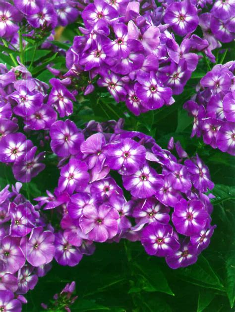 Phlox Paniculata Laura Blomidon Nurseries