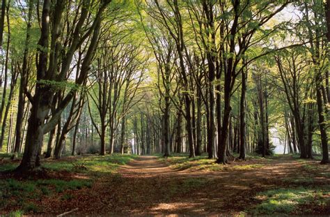 Et pour certains modèles nous ajoutons aussi une frise. Dessins en couleurs à imprimer : Arbres, numéro : 683501