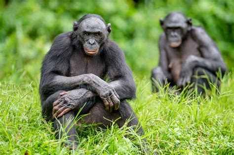 Study Bonobos Closer To Humans Than Chimps