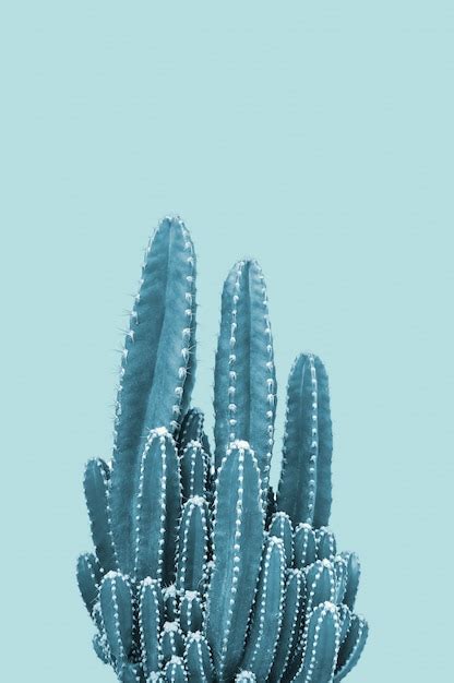 Premium Photo Cactus On Blue Background