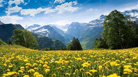 Spring Field Landscape With Yellow Flowers Mountains