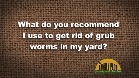 How do i know if i have grubs in my lawn? Q&A - What do I use to get rid of grubs in my lawn? - YouTube