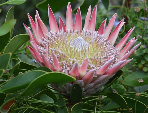 What Is The South African National Flower Debos