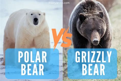 Polar Bear Vs Grizzly Bear Key Differences And Battle Winner Frosty Arctic