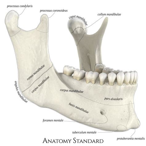 Mandible Anatomy Anatomy Drawing Diagram