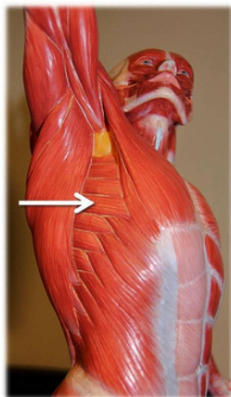 These pictures of this page are about:muscles over rib cage. Front Muscles - Health & PE10 Human Movement - Collinson ...