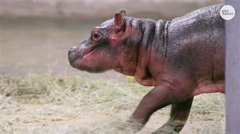 Adorable Baby Hippo Born At The Dallas Zoo