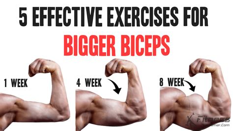 Effective Exercises For Bigger Biceps Workout Planner