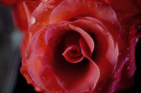 รูปภาพ ปลูก กลีบดอกไม้ เบ่งบาน ความรัก ดอกกุหลาบ การตกแต่ง สี