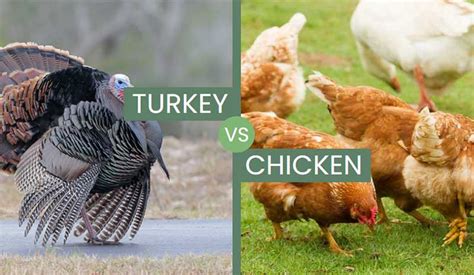 Turkey Vs Chicken Are The Household Birds Similar