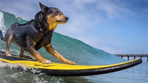 Cowabunga Surf Dogs Hit The Waves For World Championships Huffpost