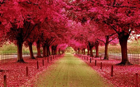 Beautiful Pink Tree Wallpapers Top Free Beautiful Pink Tree