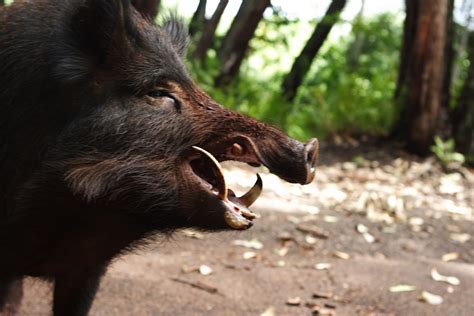 Animals Talk: Wild Boar