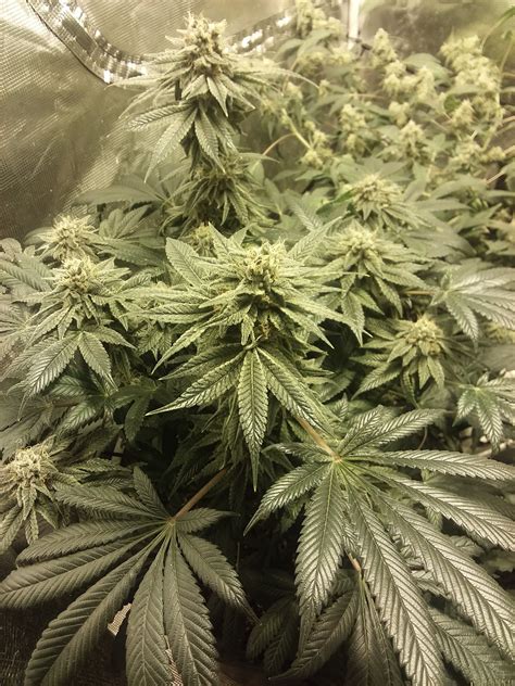 Mendocino Purple Kush Medical Seeds Co Galería De Cannabis