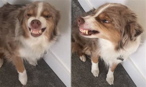 Moment Dog Flashes Hilariously Cheeky Smile After Pooping On The Carpet