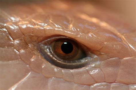 Blue Tongue Skink Lizard Eye Rpics