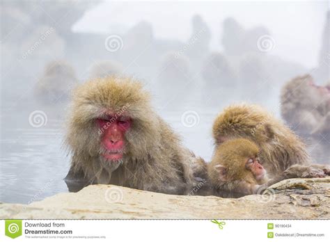 Wild Snow Monkey Facial Expressions: Drowsiness Stock ...